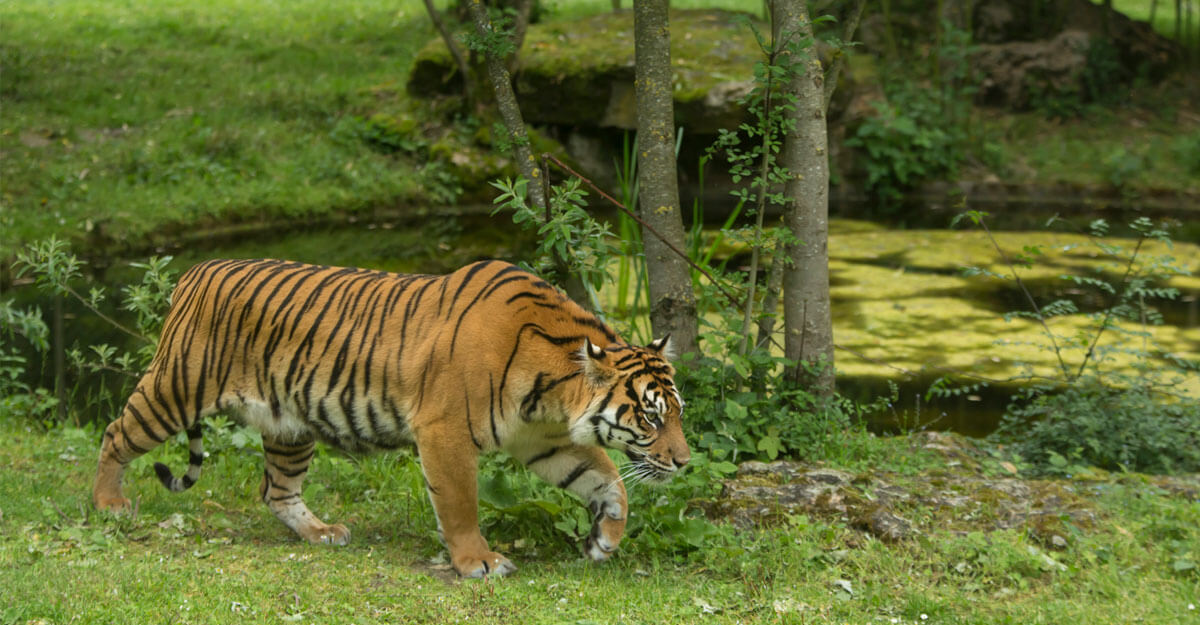 Tigre de Sumatra qui marche