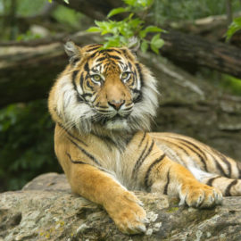 image - Tigre de Sumatra