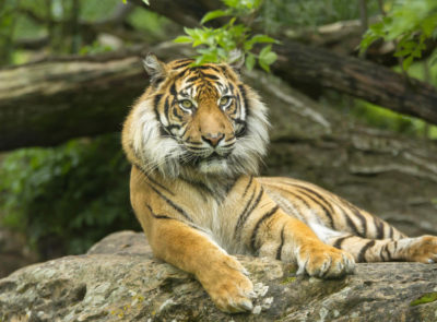 image - Indonésie – Tigre de Sumatra