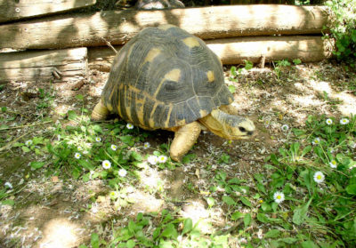 bioparc-parc-zoologique-tortue-radiee
