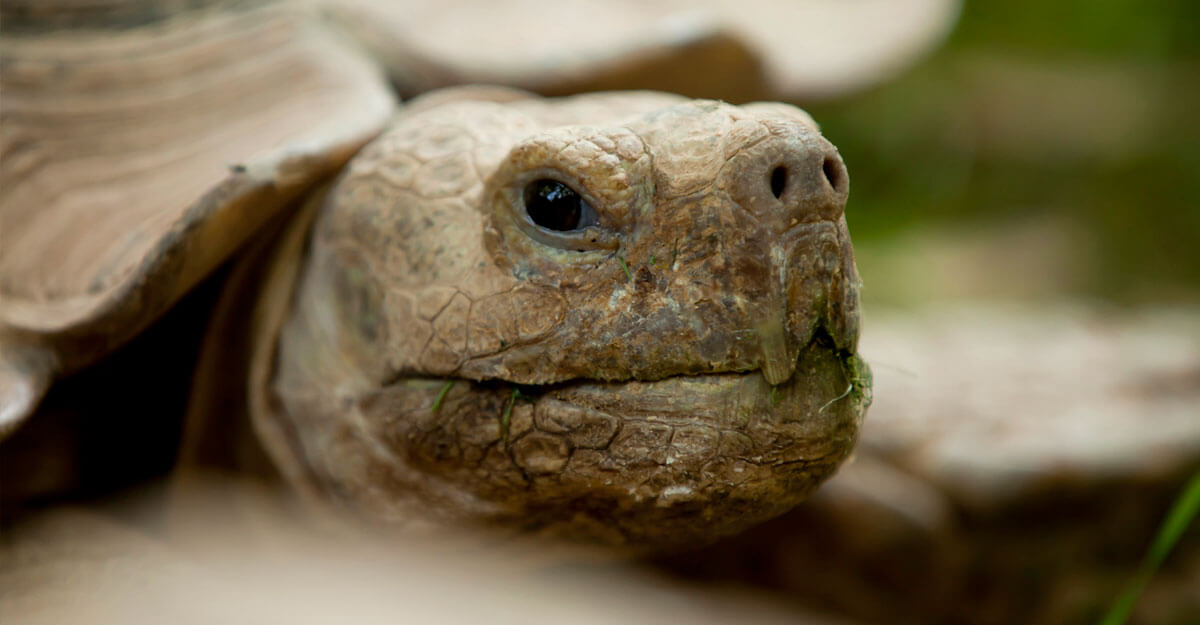 Portrait d'une tortue sillonnée
