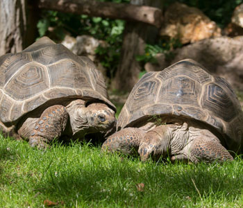 2 tortues des Seychelles