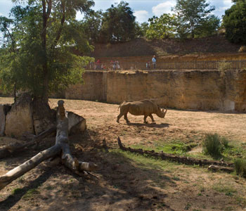 Rhinocéros dans la vallée