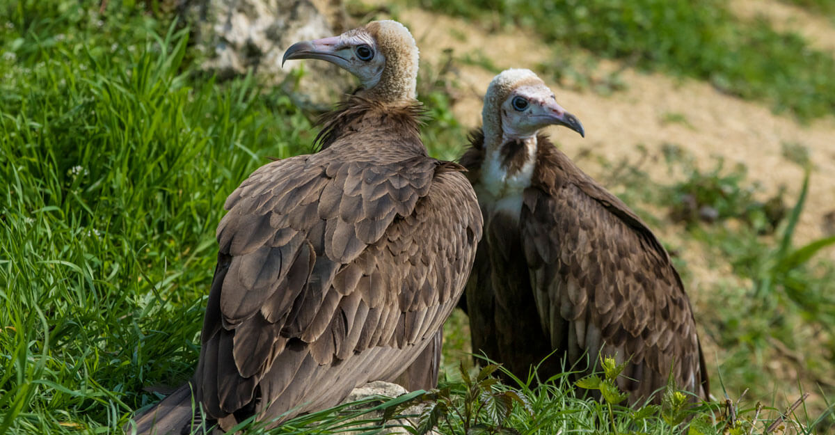 2 vautours à capuchon au sol