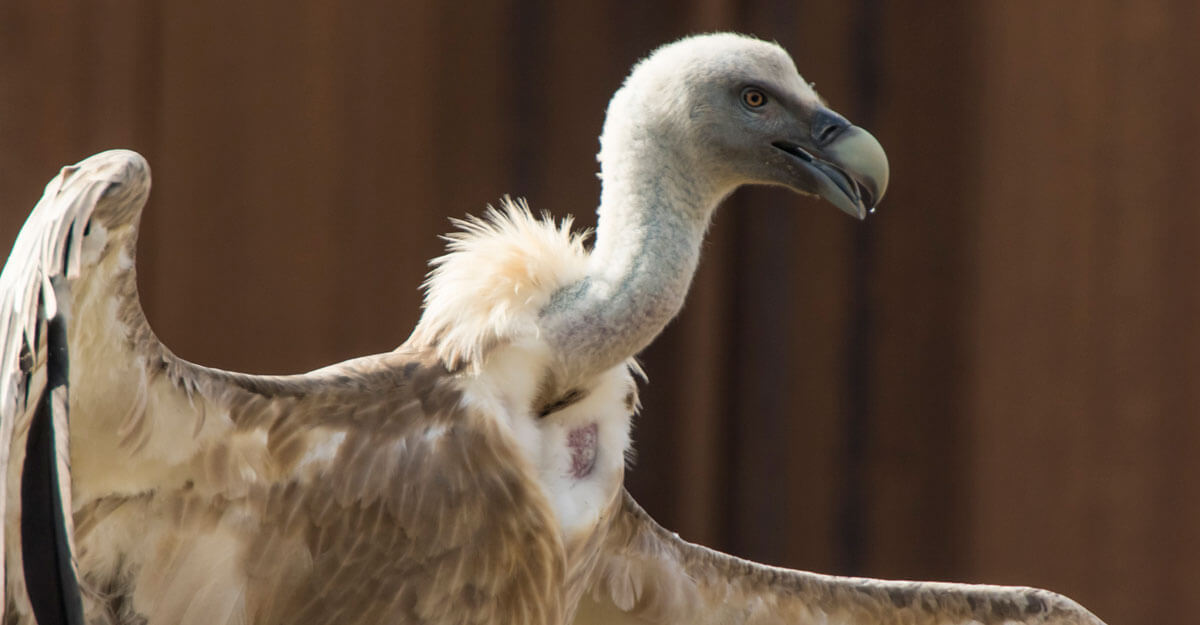 bioparc-parc-zoologique-vautour-fauve