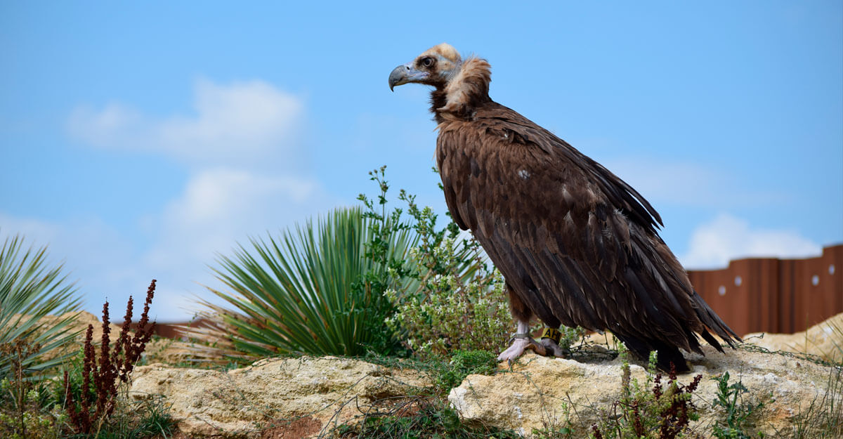 bioparc-parc-zoologique-vautour-moine