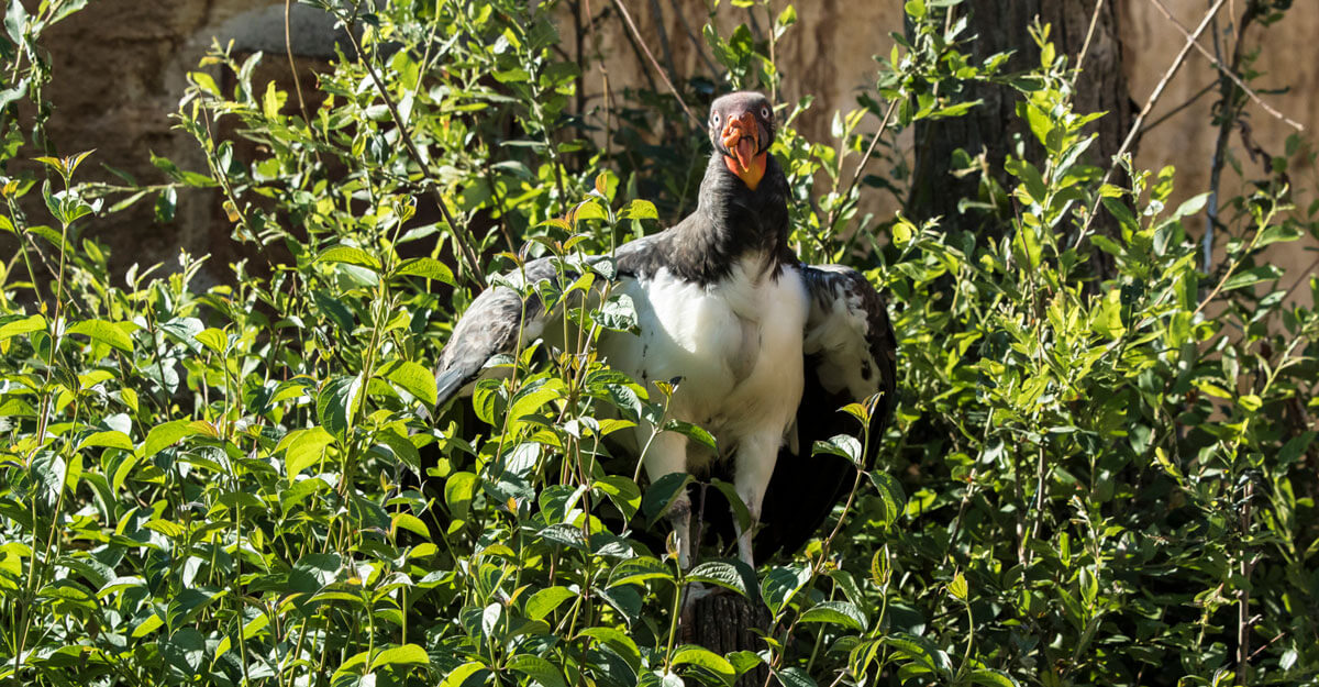 Vautour pape bioparc-parc-zoologique-vautour-pape