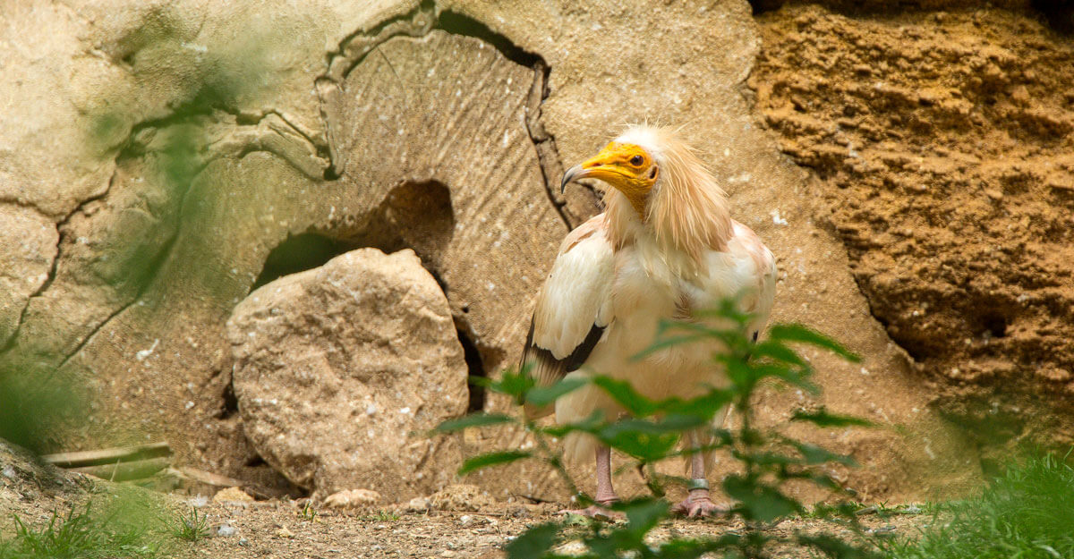 bioparc-parc-zoologique-vautour-percnoptere