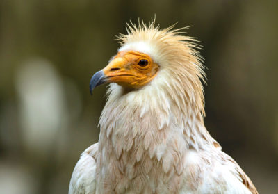 Portrait d'un vautour percnoptère