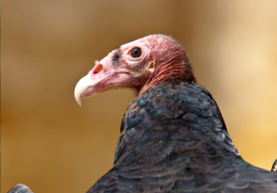Portrait de profil d'un vautour à tête rouge