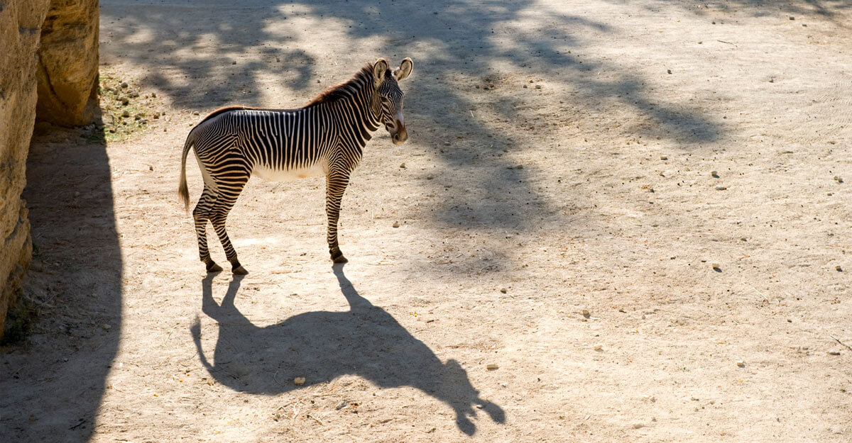 bioparc-parc-zoologique-zebre-grevy