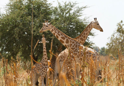 bioparc-projet-nature-girafe-niger-ASGN