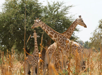 image - Niger – Girafe