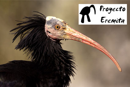 Bioparc-parc-zoologique-projet-nature-ibis-1