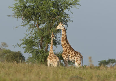 bioparc-parc-zoologique-aider-girafes-niger
