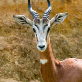 image - Gazelle dama mhorr