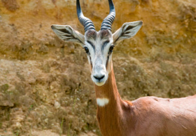 Portrait d'une gazelle dama Mhorr