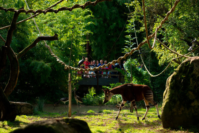 Okapi-©-Bioparc