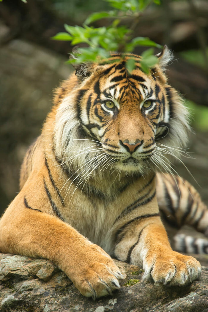 Tigre-Sumatra-©-Bioparc-P.Chabot