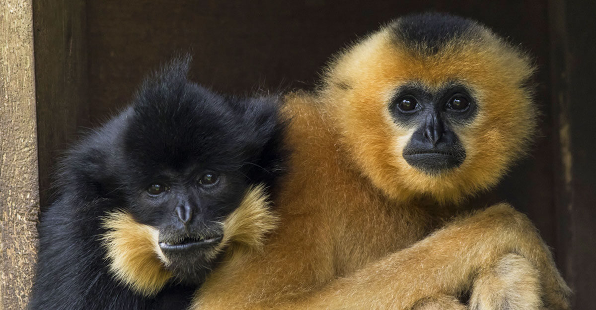 Couple de gibbons à favoris roux