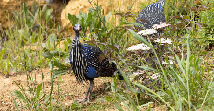 bioparc-parc-zoologique-pintade-vulturine
