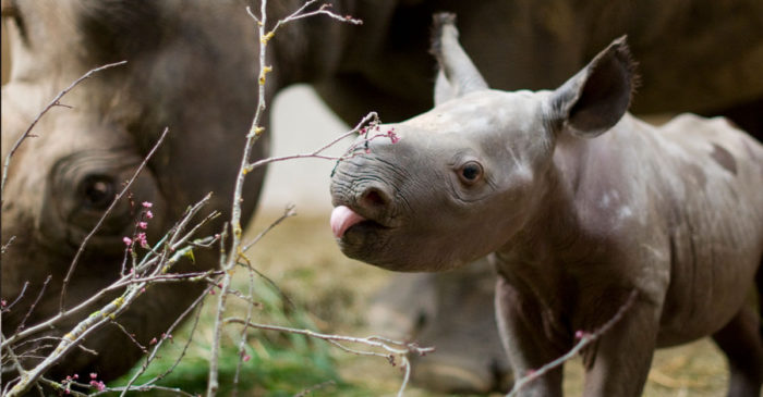 Bébé rhinocéros qui tire la langue