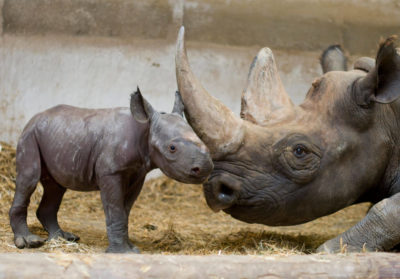 Bébé rhinocéros et sa mère