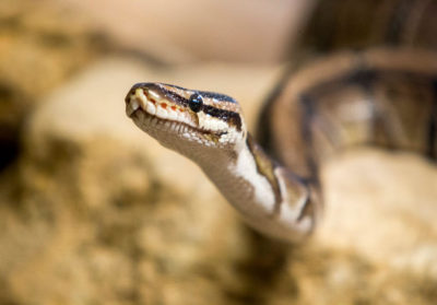 Portrait d'un python royal