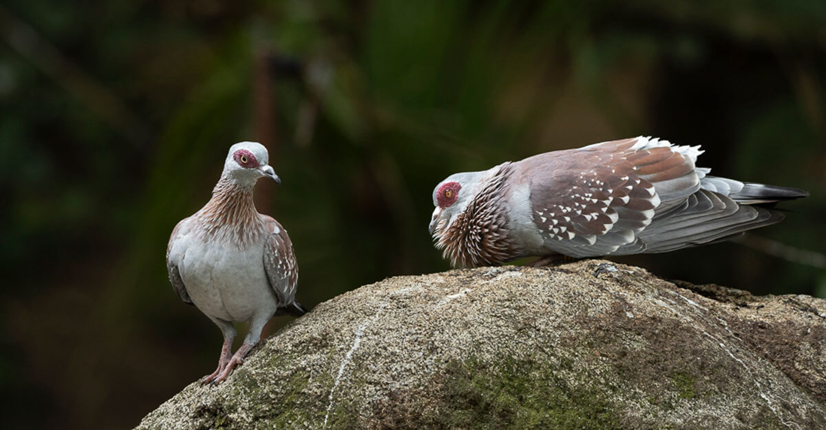 bioparc-parc-zoologique-pigeon-guinee-2 Deux pigeons de Guinée sur un rocher
