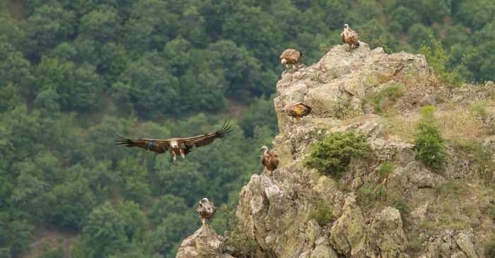 Des vautours perchés sur un rocher dans la montagne