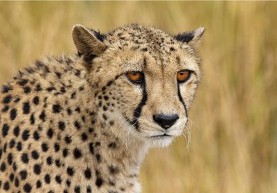 Portrait d'un guépard