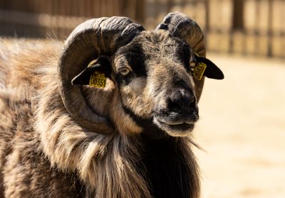 Portrait d'un mouton du Cameroun