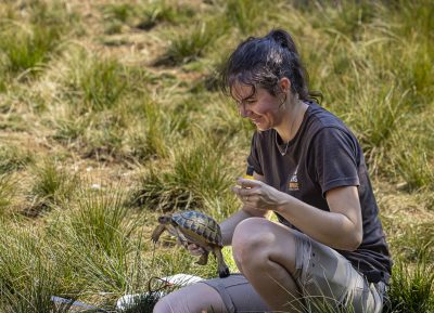 Soigneuses en intervention avec une tortue